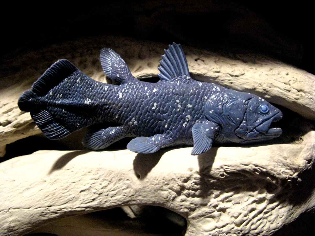 Coelacanth Replica