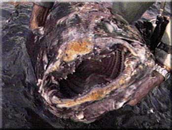 The Mouth of the Coelacanth