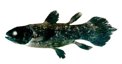 Coelacanth Fetal 'pup'