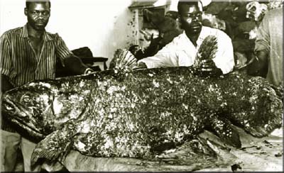 Mozambique Female Coelacanth