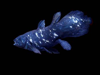 coelacanthposter.jpg