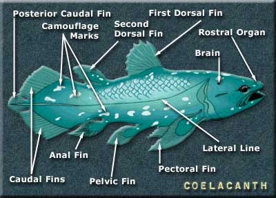 Anatomical Diagram