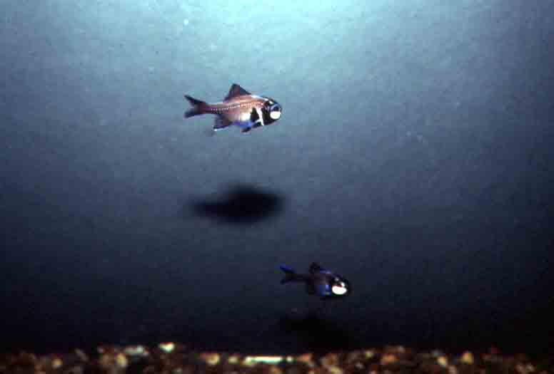 The flashlight fish