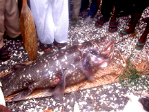 Comoros coelacanth