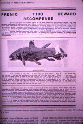 reward coelacanth