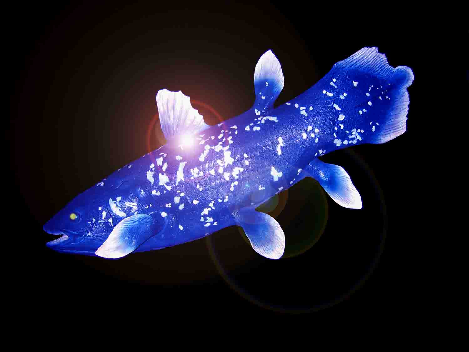 Coelacanth